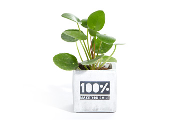 Goy greenlife - Pflanzen und Samen -  Pflanze in Betontöpfchen