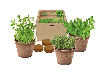 Goy greenlife - Pflanzen und Samen - Kokos-Pflanz-Set Italienische Küche