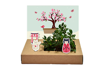 Goy greenlife - Pflanzen und Samen - Mini-Garten Bonsai