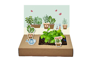 Goy greenlife - Pflanzen und Samen - Mini-Garten Küchenkräuter