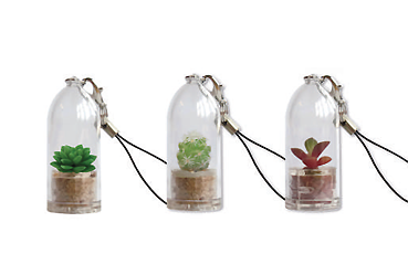 Goy greenlife - Pflanzen und Samen - Mini-Sukkulenten