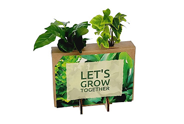 Goy greenlife - Pflanzen und Samen - Nature out of the Box - Mini