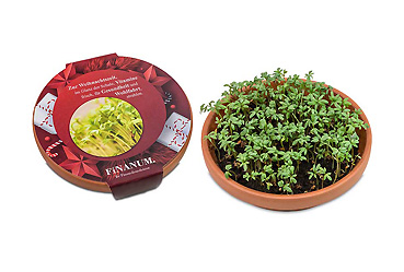 Goy greenlife - Pflanzen und Samen - Vitamin-Schale