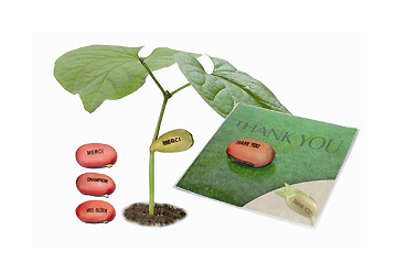 Goy greenlife - Pflanzen und Samen - Wachsende Bohne