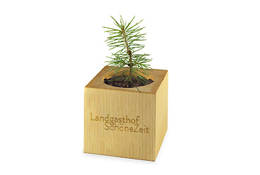 Goy greenlife - Weihnachten und Jahresende - Pflanz-Holz Büro Star-Box Xmas